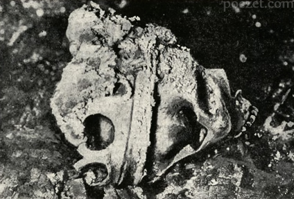 czaszka Aleksandra Jagiellończyka